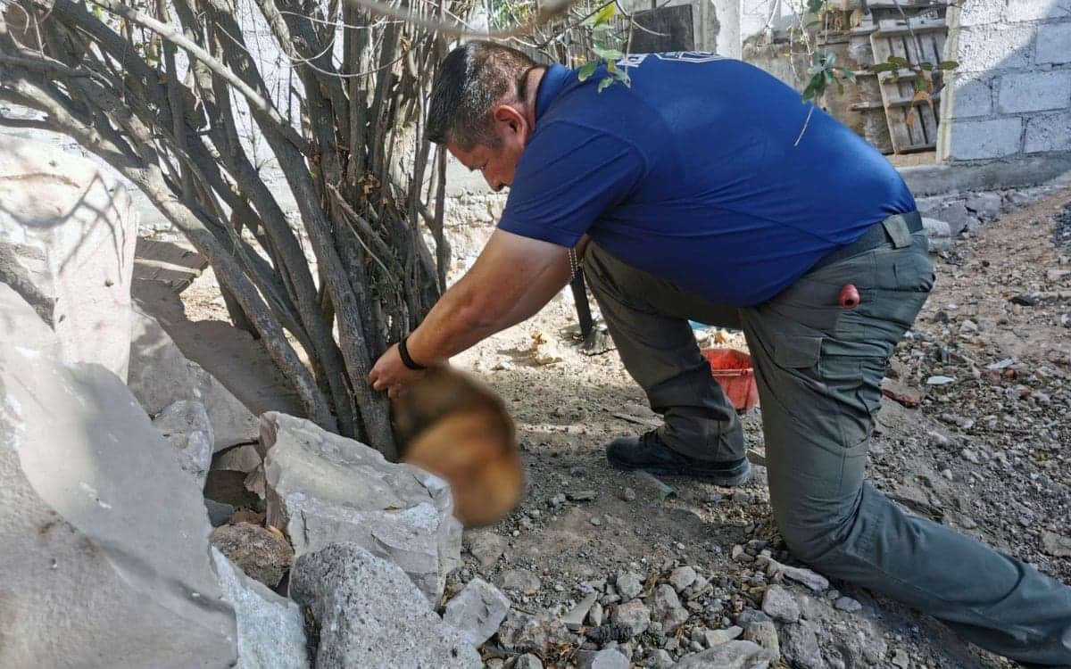 Denuncian a mujer que dejó a su perro amarrado a un árbol hasta que murió en Querétaro