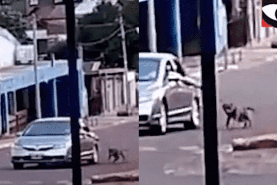 Video: Hombre es detenido por arrastrar a su perro de una soga mientras manejaba en Argentina