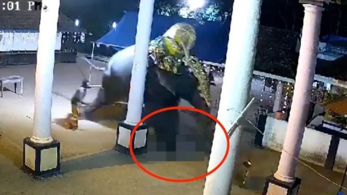 VIDEO: Elefante aplasta a un hombre y lo mata en plena presentación en vivo