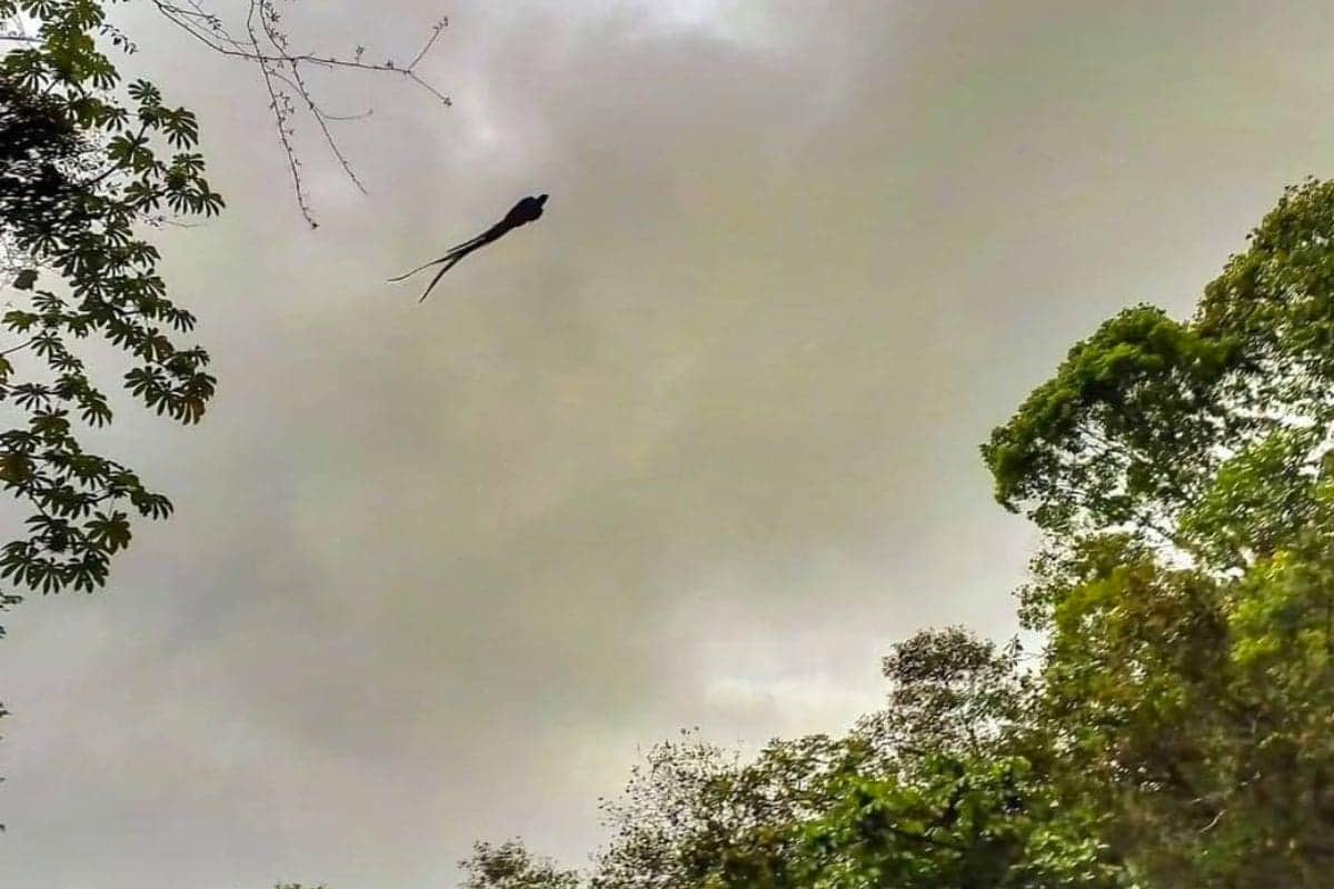 Captan a impresionante Quetzal volando en el cielo de Chiapas