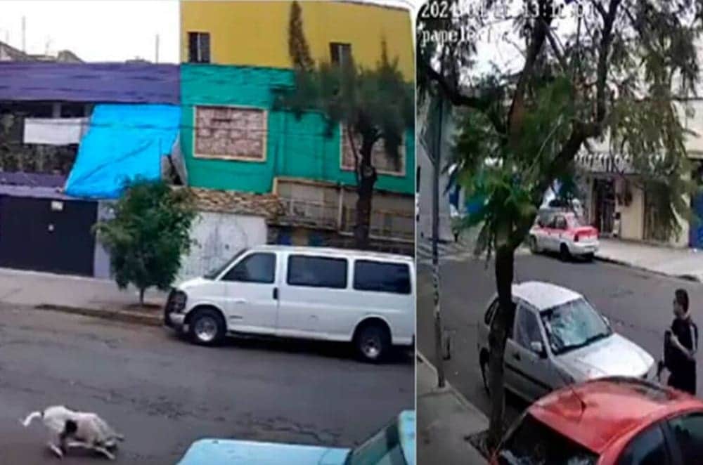 VIDEO: Dispara militar a perrito hasta matarlo en CDMX