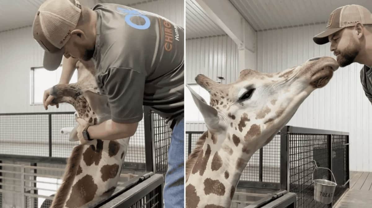 VIDEO: Jirafa recibe tratamiento quiropráctico y se vuelve viral en redes