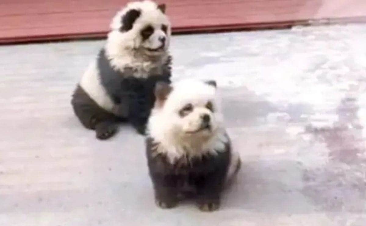VIDEO: Zoológico en China desata polémica por pintar perros como pandas