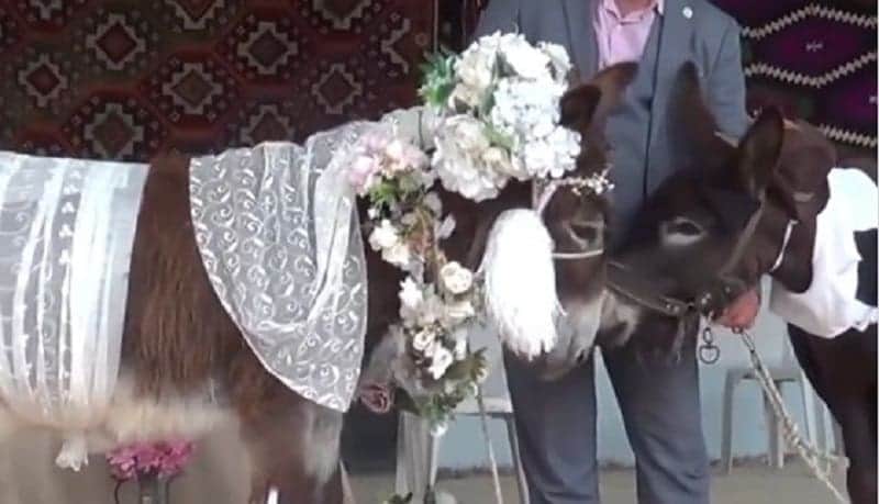 Video: Casan a dos burros para concienciar del riesgo de extinción de estos animales