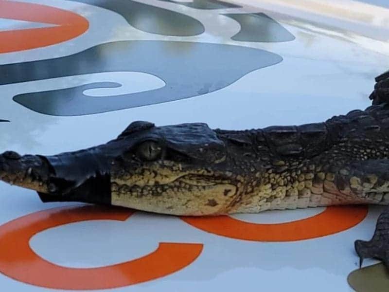 Cocodrilo se mete a departamento en Monterrey, Nuevo León