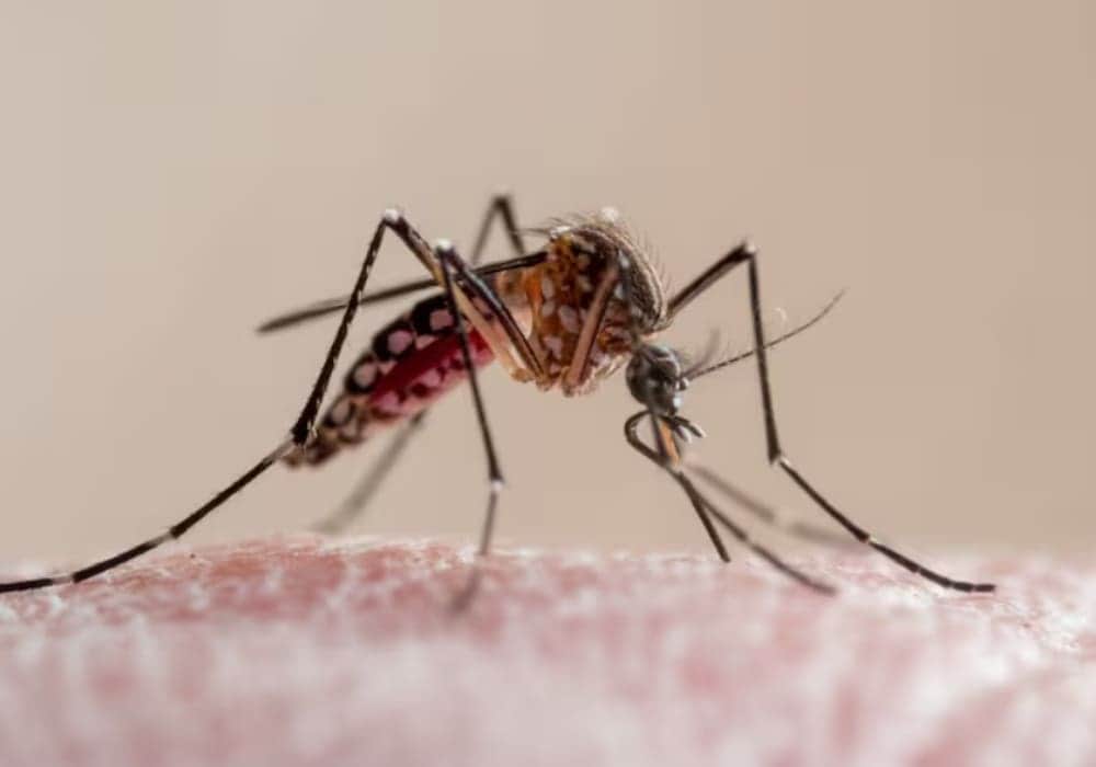 Advierten que se han diagnosticado casi 15 mil casos de dengue en México este año