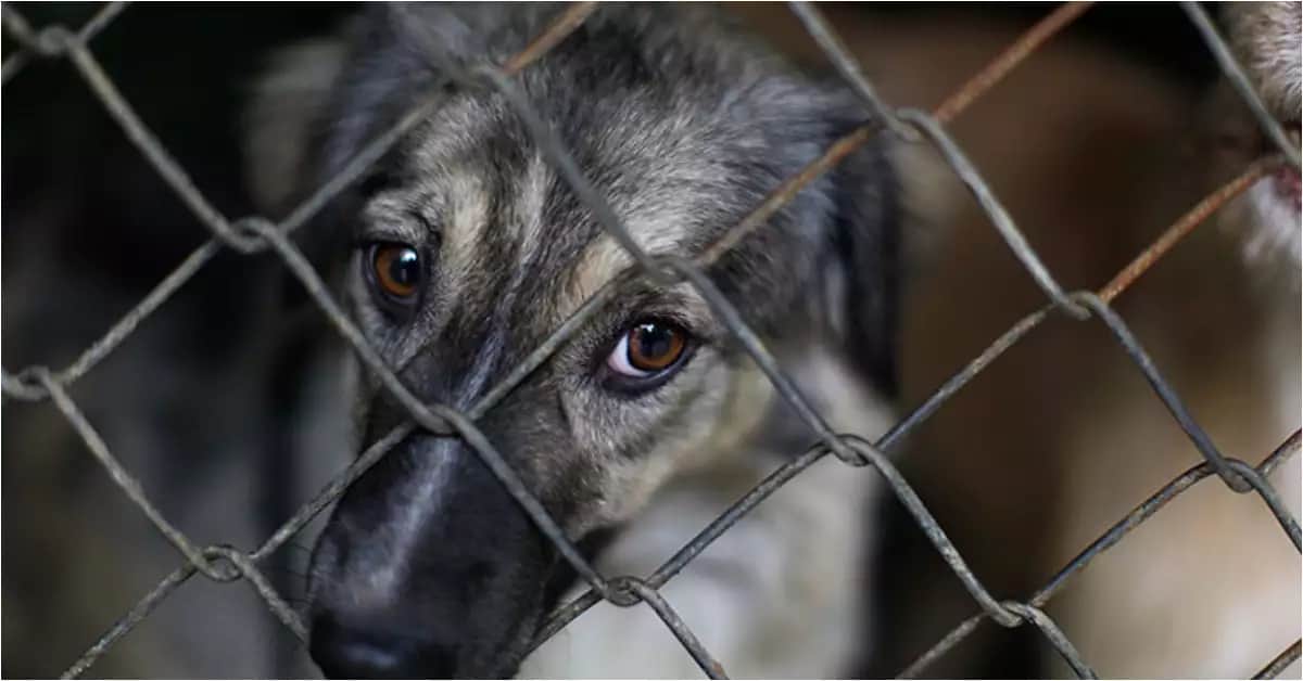 VIDEO: Mujer arrastra a perrito muerto en calles de CDMX