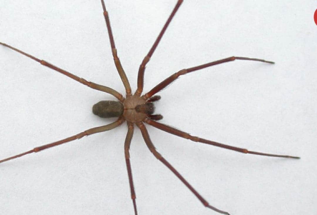 Niño fue picado por araña violinista y sobrevivió a 4 muertes clínicas