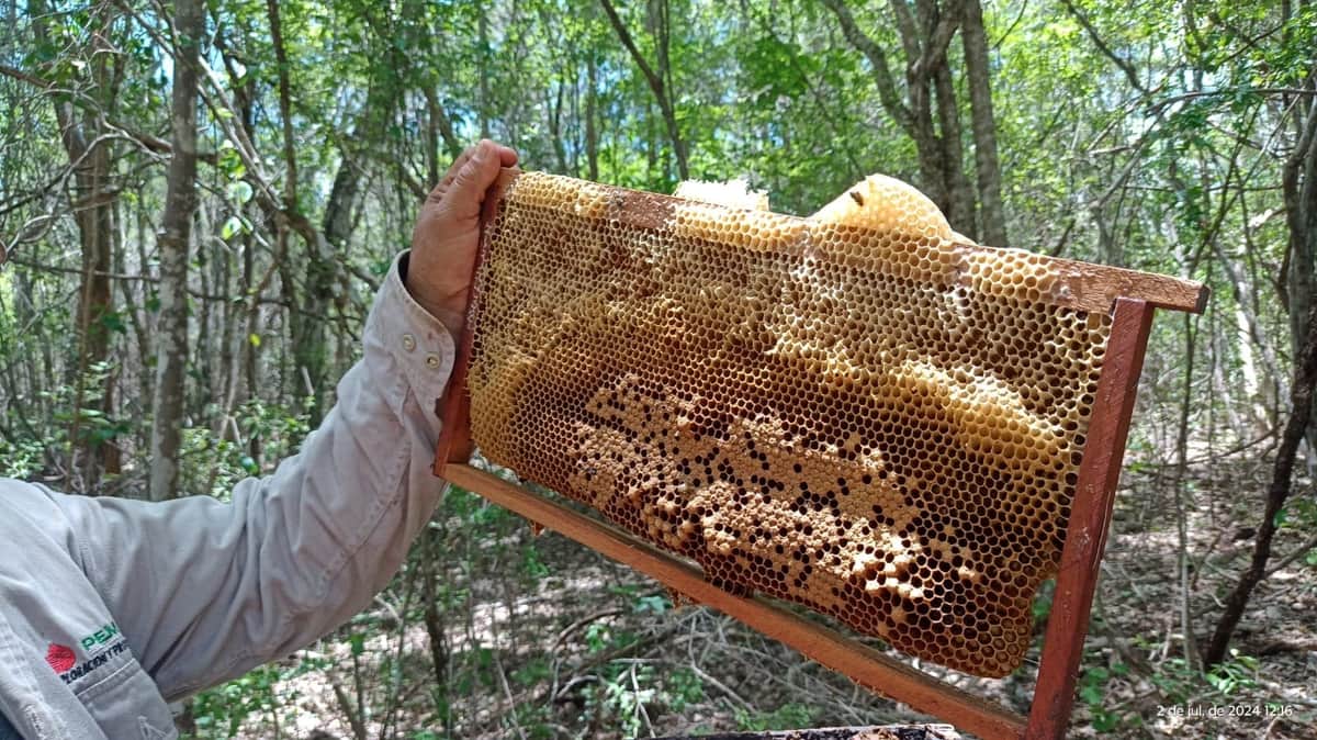 Emergencia apícola en Campeche; plaguicidas matan a casi 30 millones de abejas