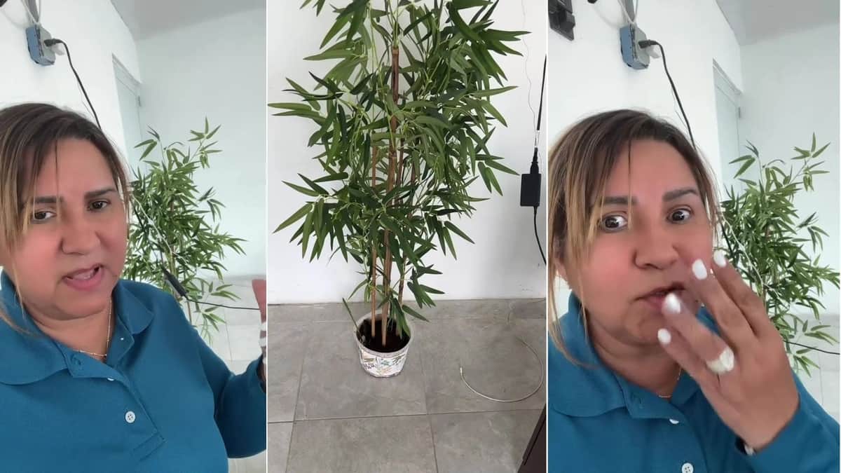 VIDEO: Mujer estuvo regando su planta por cuatro años hasta descubrir que era de plástico
