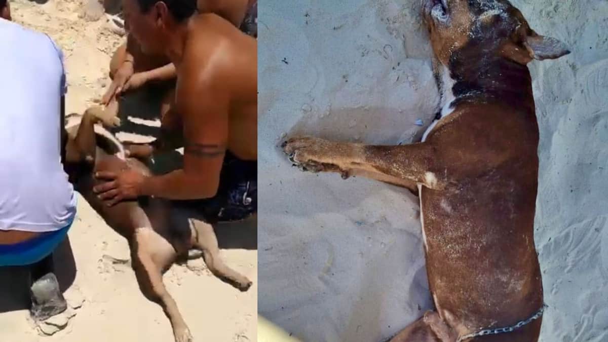 Sujeto ahoga a su perrito en Playa Fundadores de Playa del Carmen