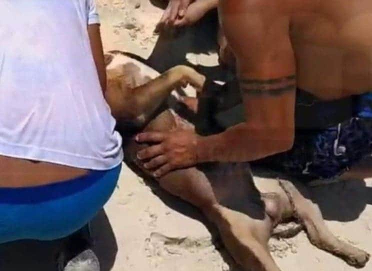 Lo robó para matarlo: buscan a sujeto que ahogó a perrito en mar de Playa del Carmen