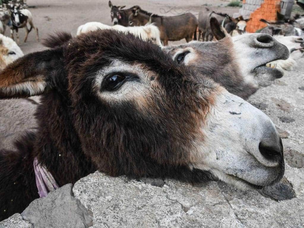Fallece “Copo de nieve”, segundo burrito rescatado en Burrolandia