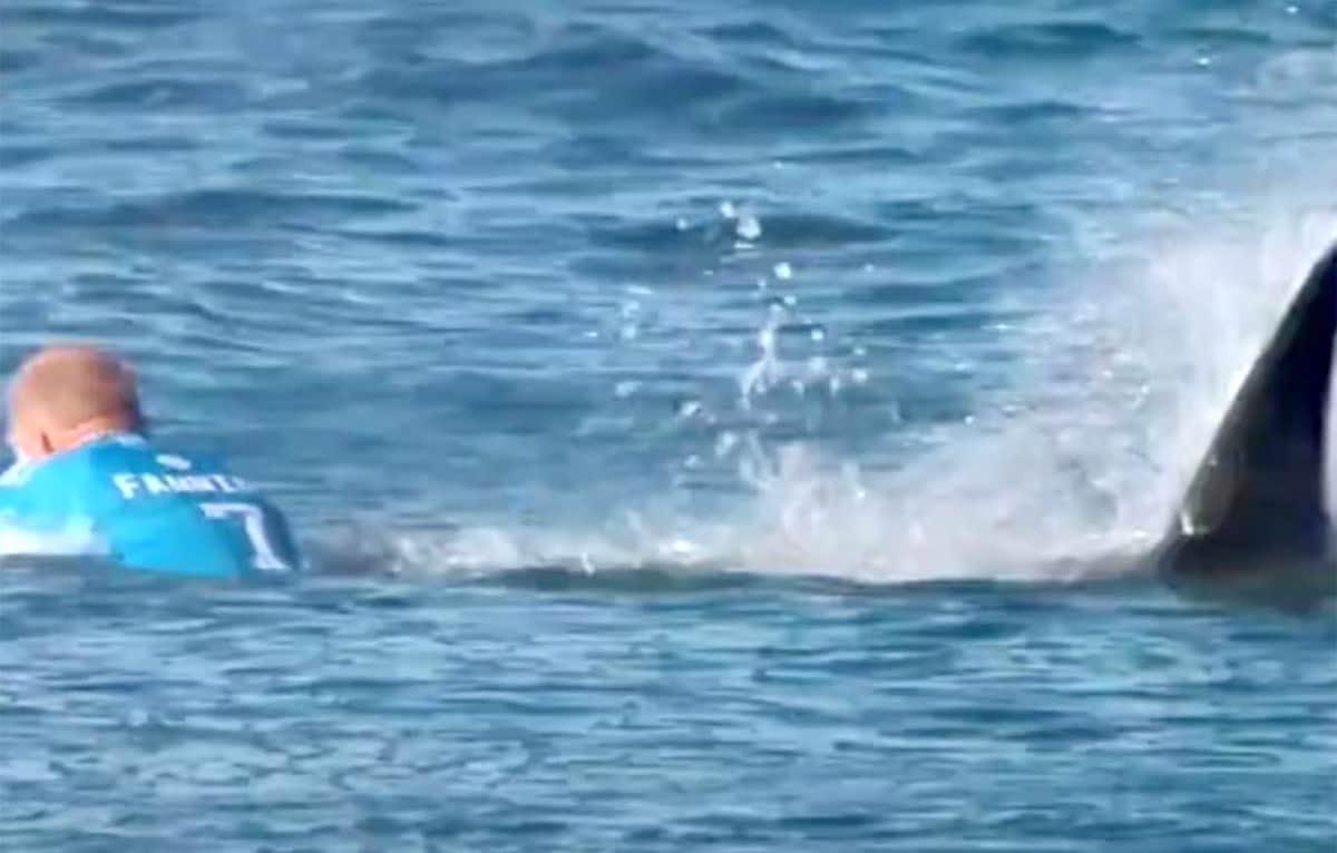 Video: Ataca tiburón a surfista en Australia; le arranca pierna, la hallan, pero no se puede reimplantar