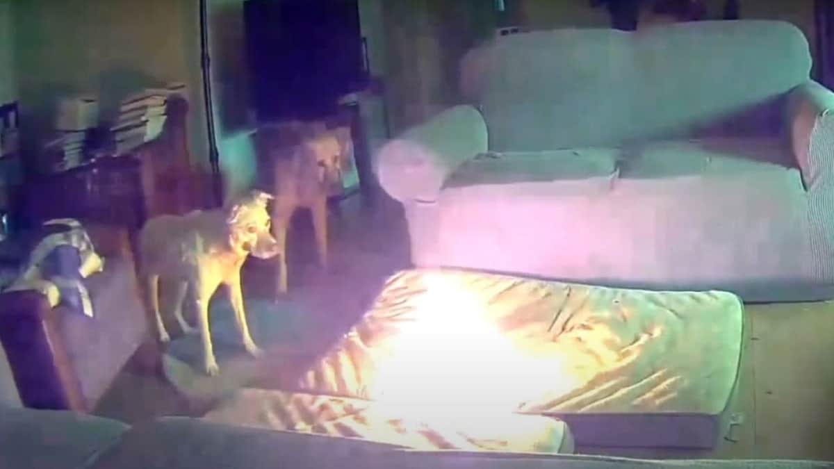 VIDEO: Perro causa incendio en su casa tras masticar batería de litio