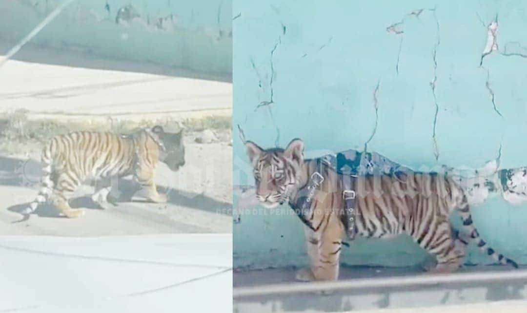 VIDEO: Captan a un tigre cachorro paseando en calles de Durango