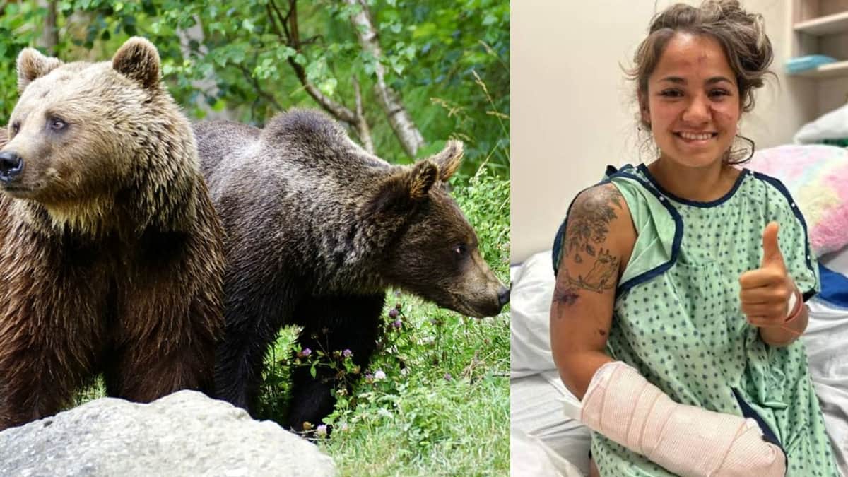 Mujer y su perro son rodeados por cuatro osos y sobreviven