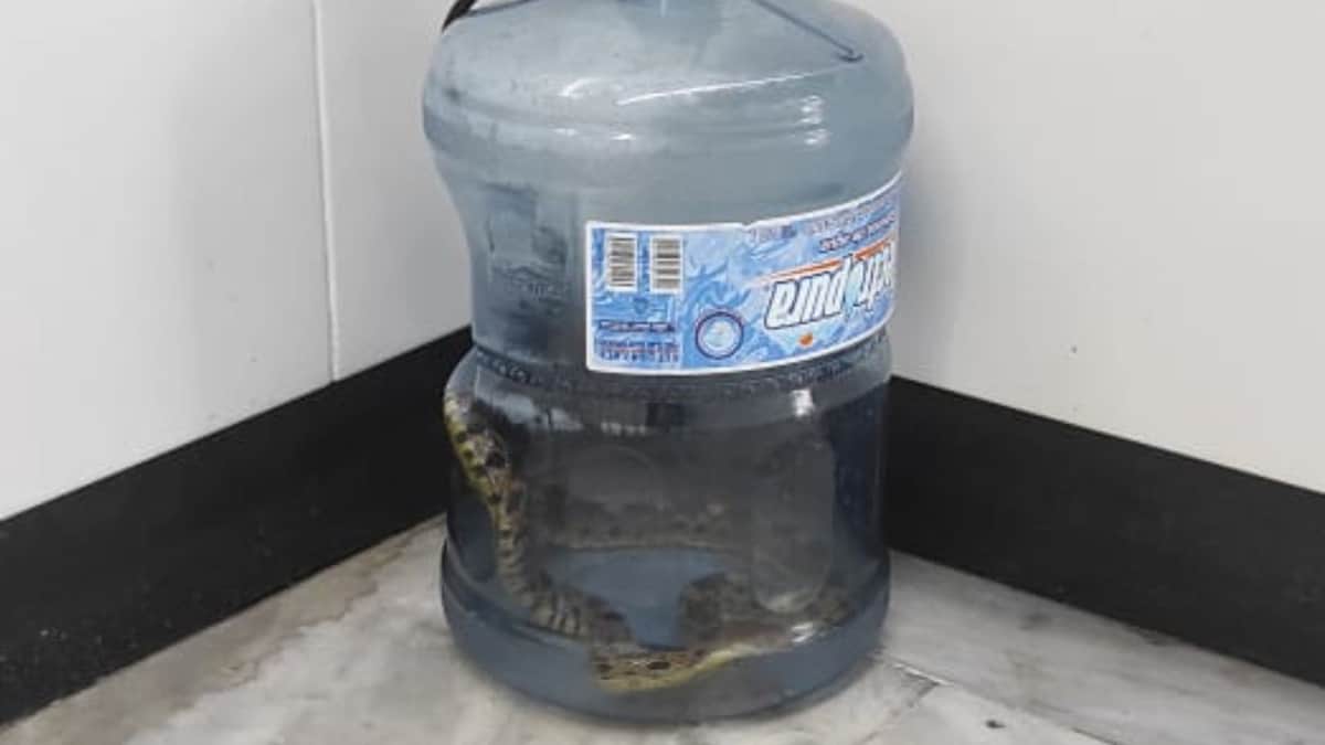 Hallan a víbora abandonada dentro de un garrafón en las instalaciones del metro en CDMX