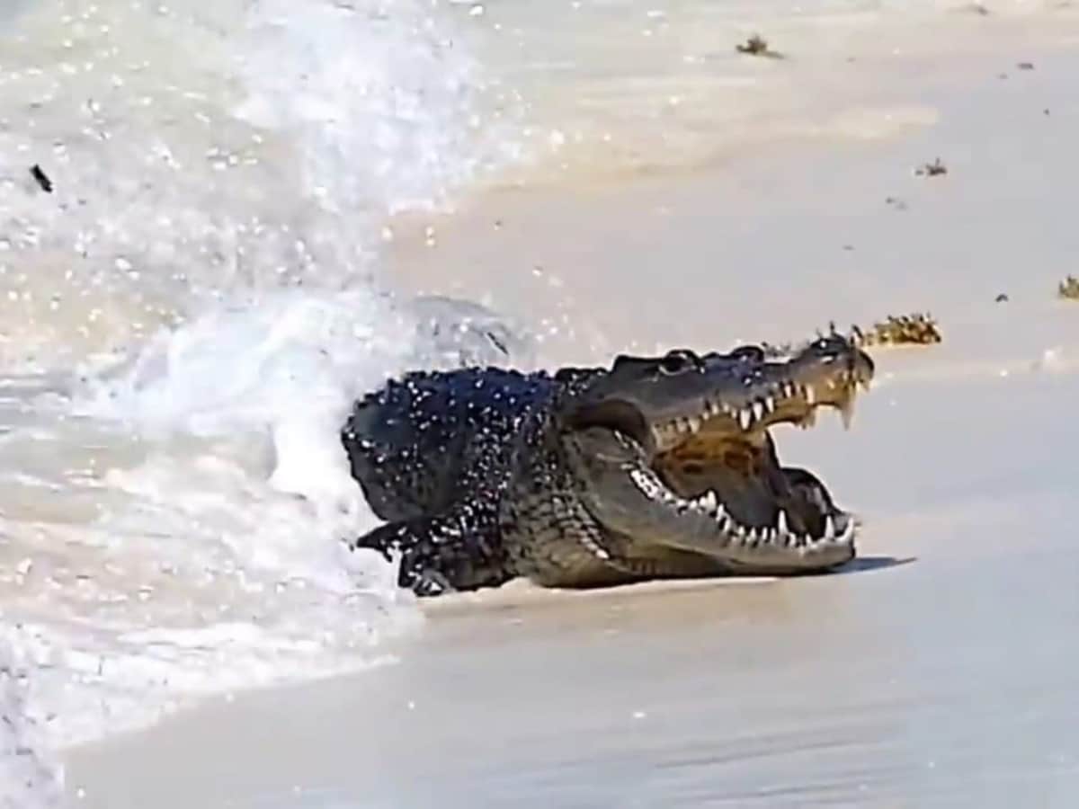 ¡Qué mello! Avistan cocodrilo en el mar de Playa del Carmen