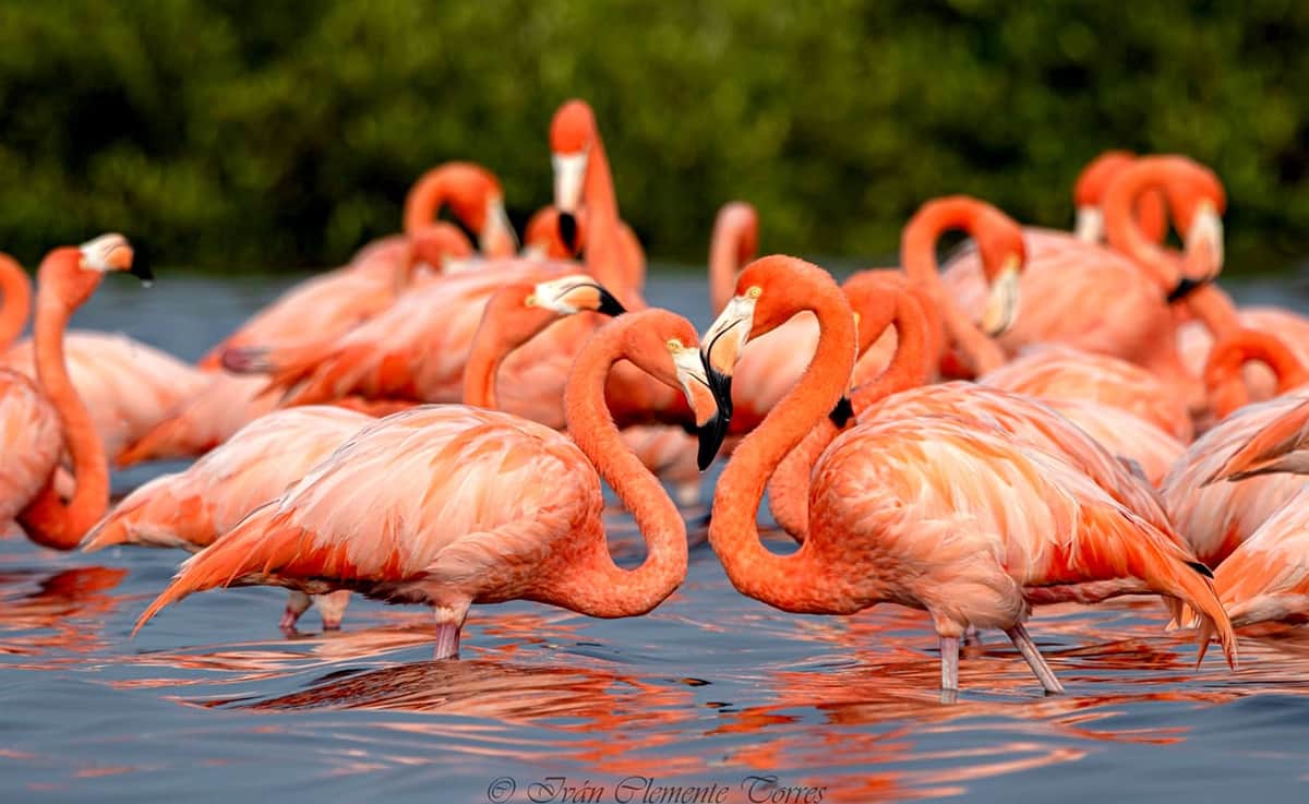 Buscan conservar al flamenco del Caribe varias organizaciones civiles