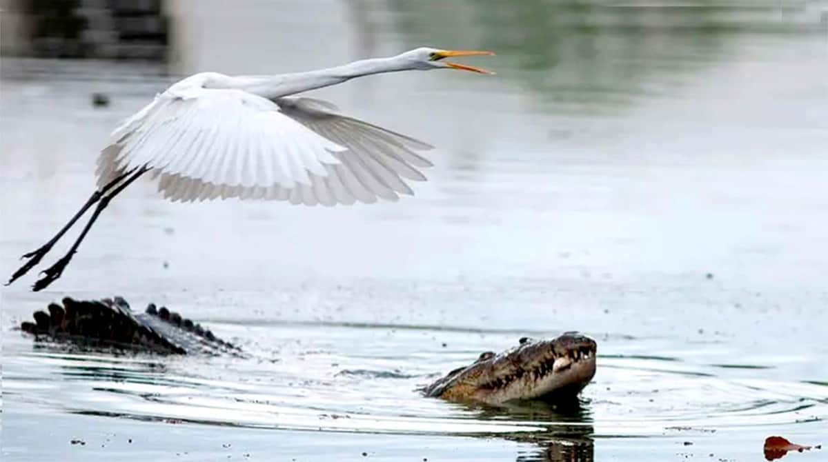 Video: Tras paso del huracán John, cocodrilos en playas de Oaxaca causan alerta en la población