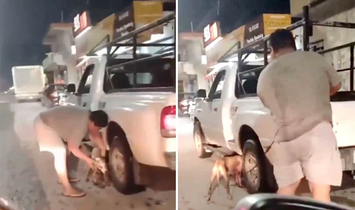 Video: “Por error”, hombre arrastra a perrita por varias calles de Chetumal