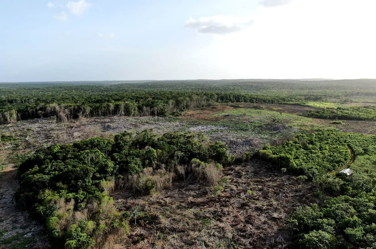 Identifica estudio que agroindustria y ‘turistificación’ provocan pérdida forestal en la península de Yucatán