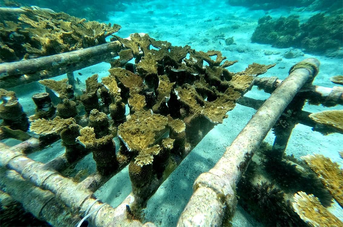 Video: Buscan restaurar miles de colonias de corales en el Parque Nacional Isla Contoy