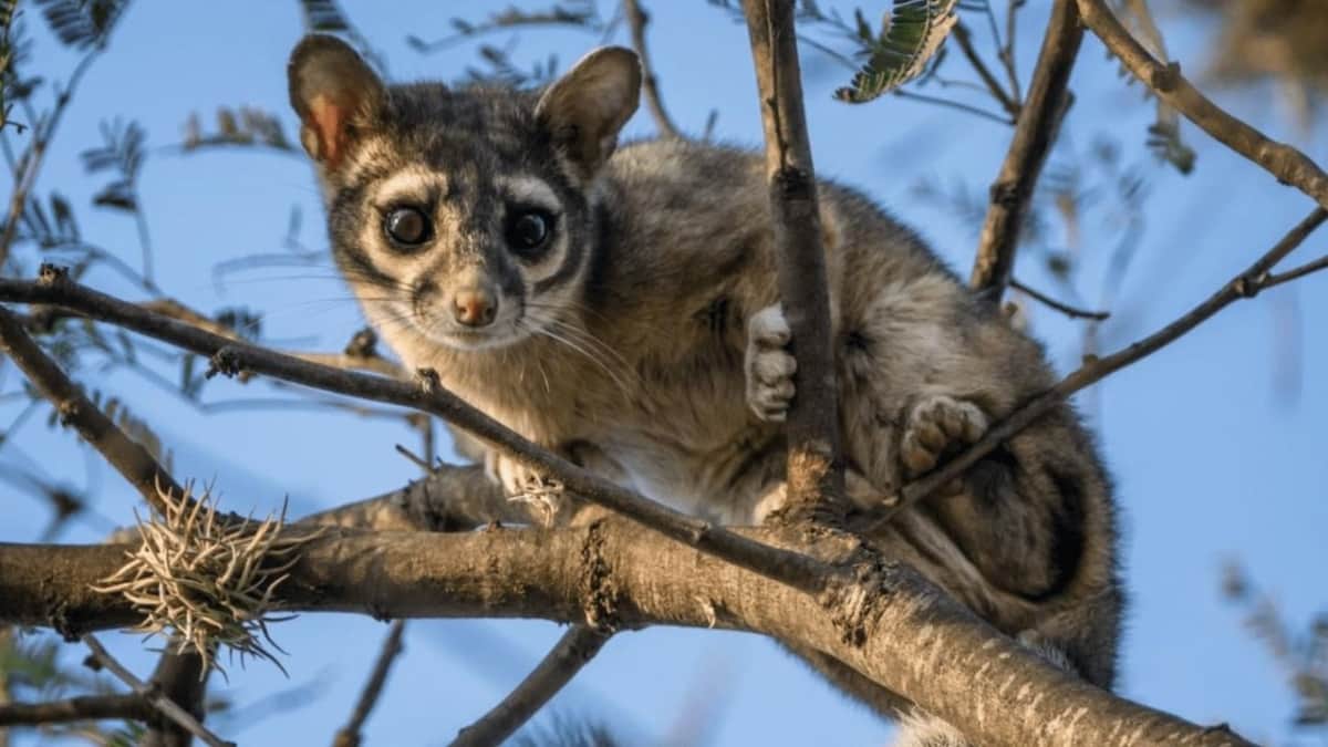 Capturan a cacomixtle robando croquetas en una tienda de mascotas