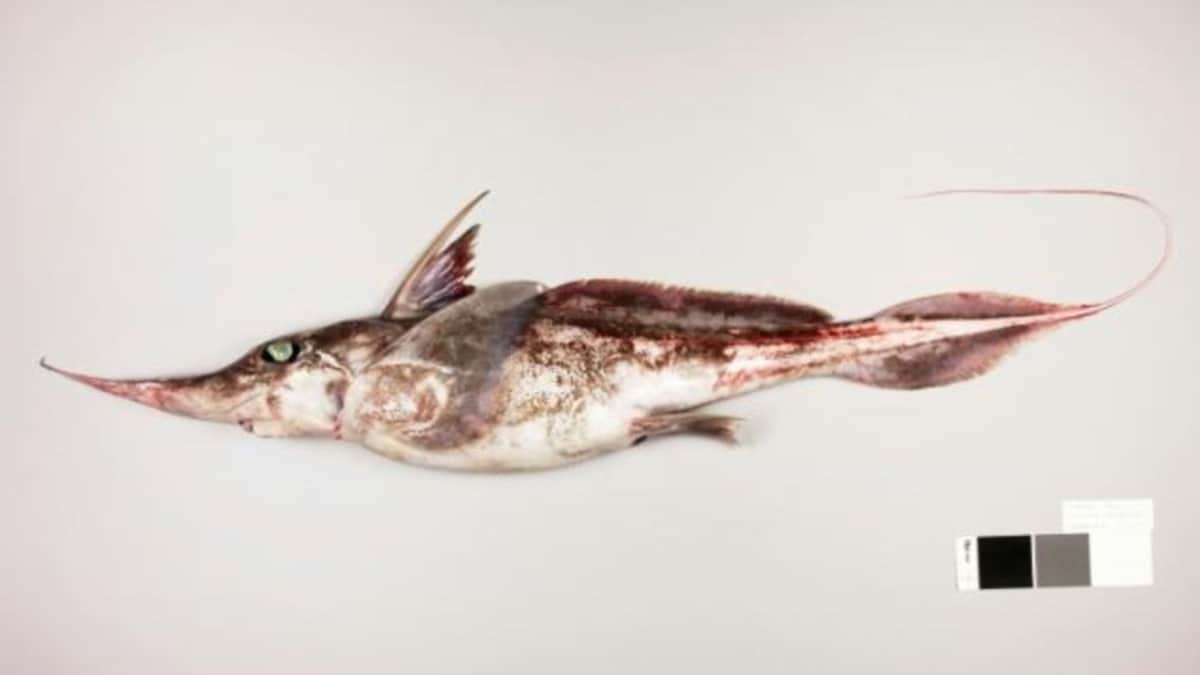 Descubren en Nueva Zelanda nueva especie de "tiburón fantasma"