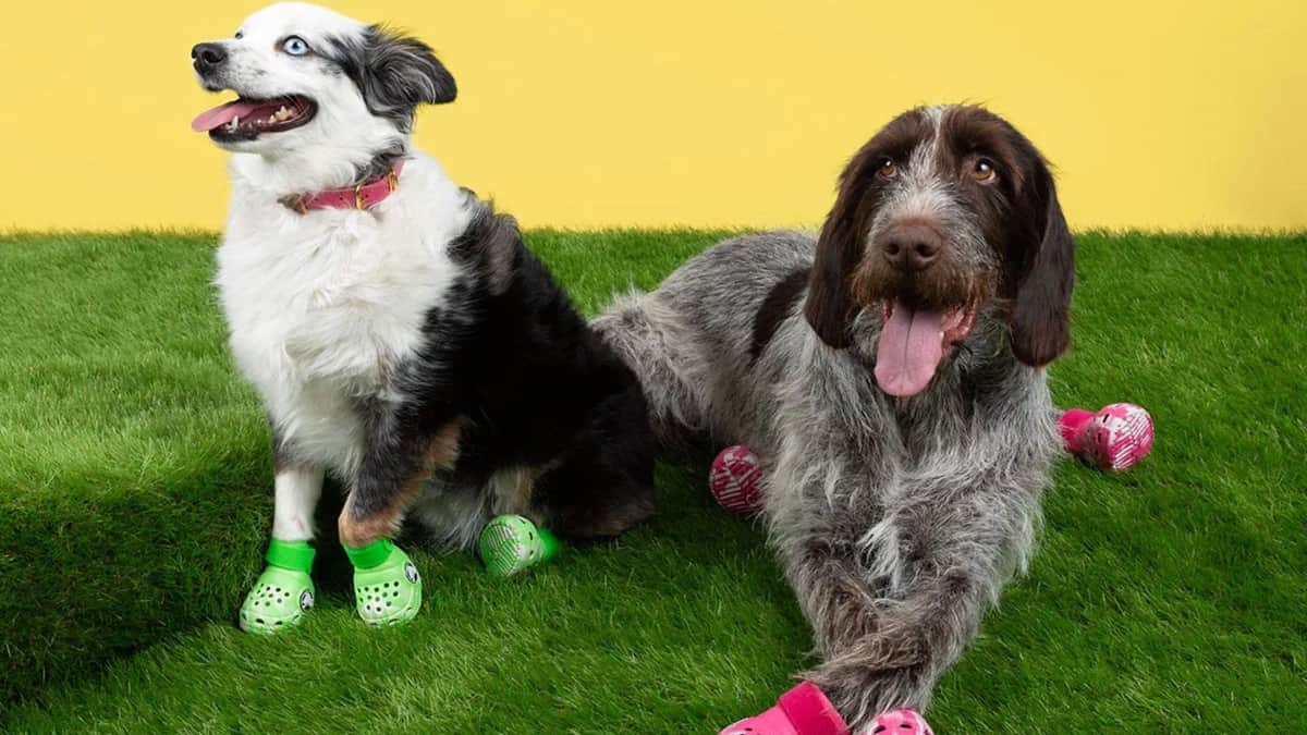 Crocs lanzará su icónica sandalia para perritos