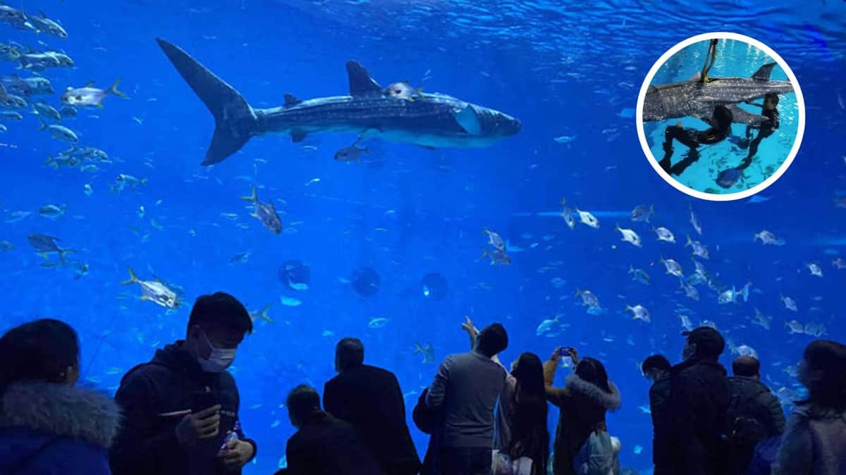 Visitantes de un acuario en China descubren que su tiburón ballena es un robot