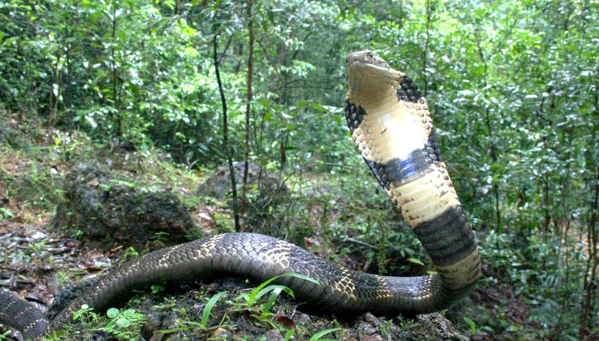 Descubren nueva especie de cobra venenosa gigante en India: mide más de tres metros