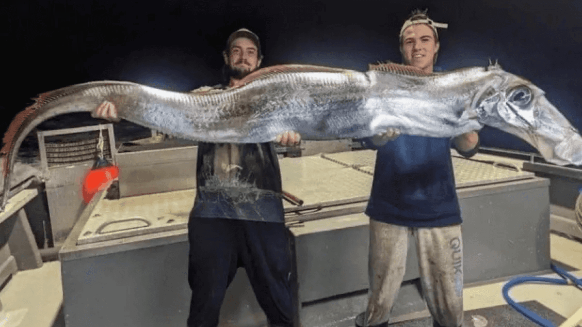 Capturan a extraño pez de más de ocho metros de largo en Australia; lo asocian con desastres naturales