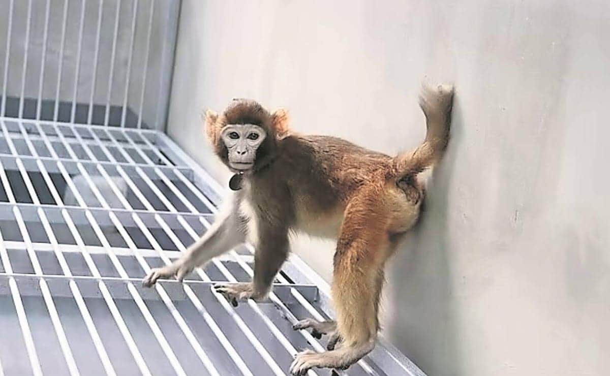 ¿Planeta de los simios? 43 monos escapan de laboratorio en Estados Unidos