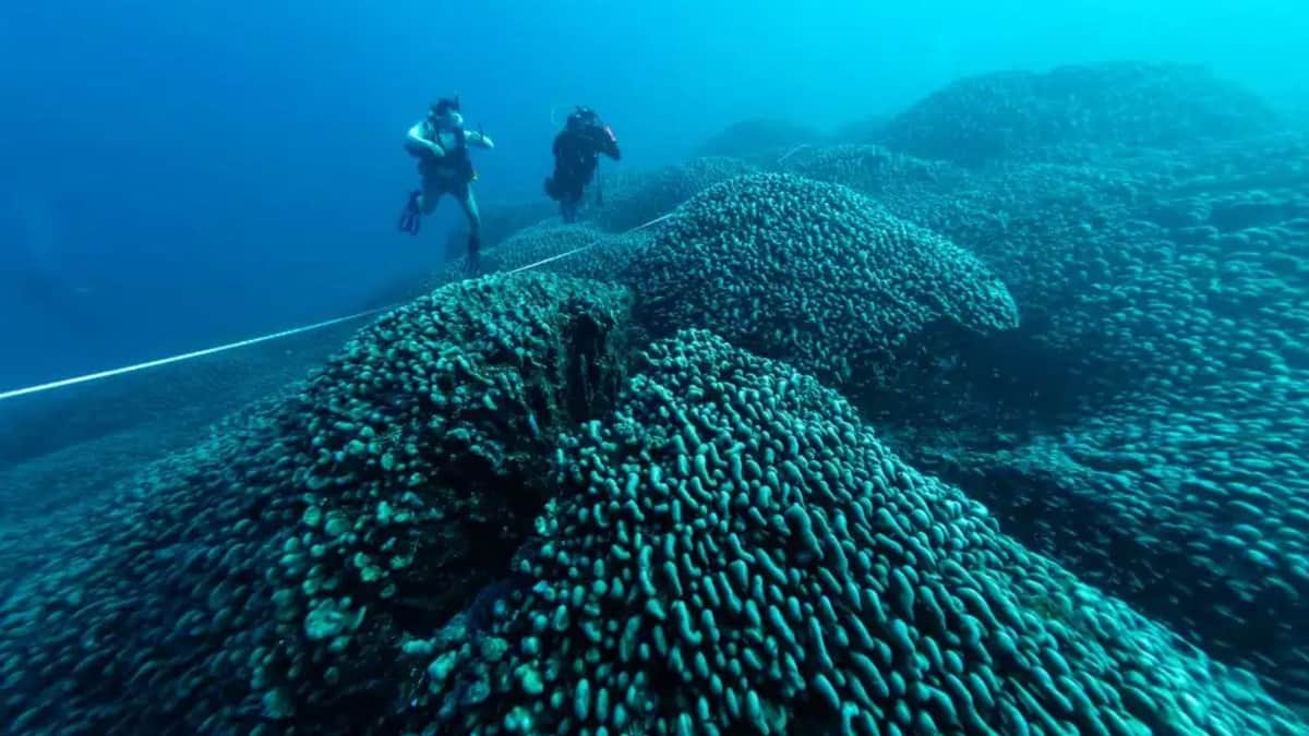 Conoce dónde está el coral más grande del mundo; mide más de mil metros cuadrados