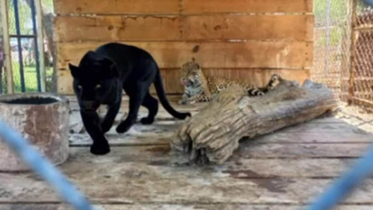 Aseguran a pantera que deambulaba por callejones de Guanajuato