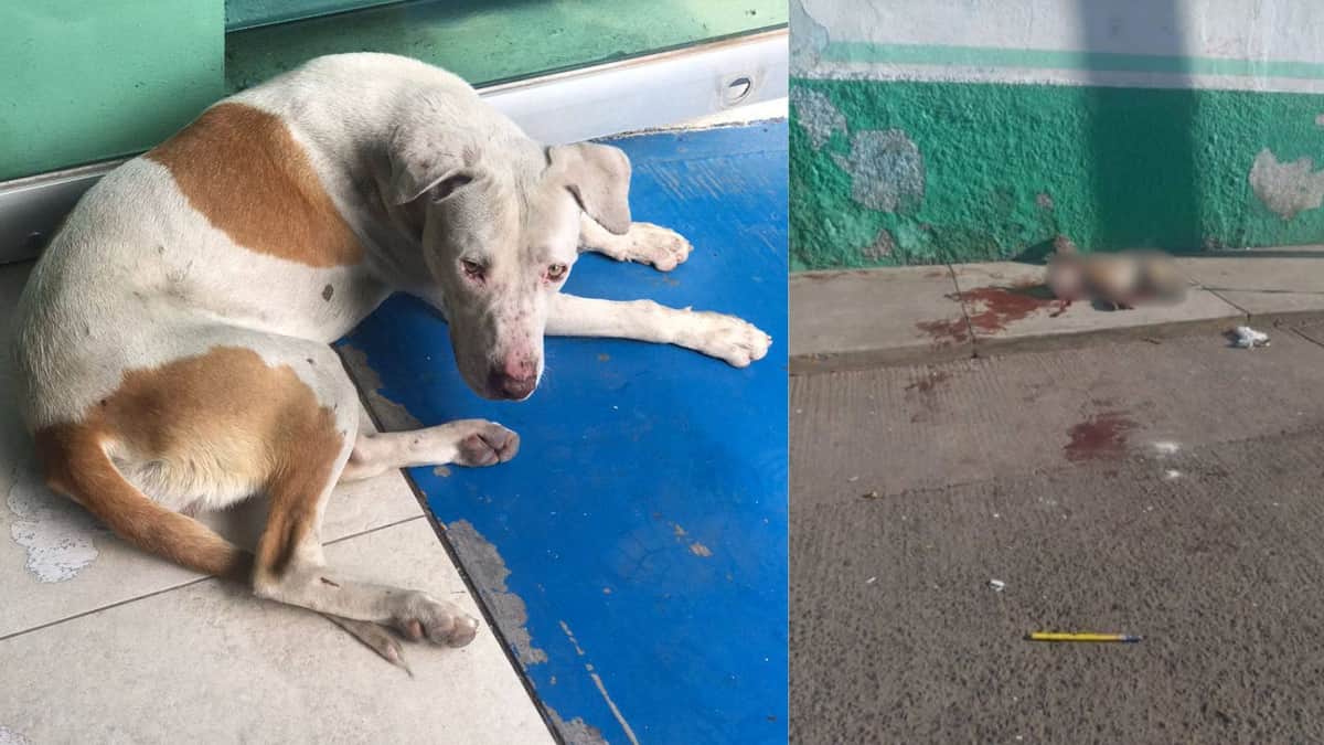 Perrito callejero pierde la vida en Michoacán; presuntamente adolescentes le colocaron un cuete en la boca