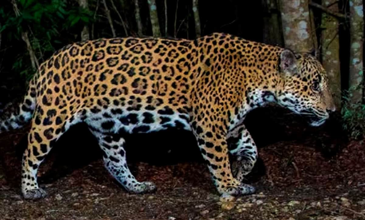 Video: En San Luis Potosí hombre mata a jaguar "por meterse con mi ganado”