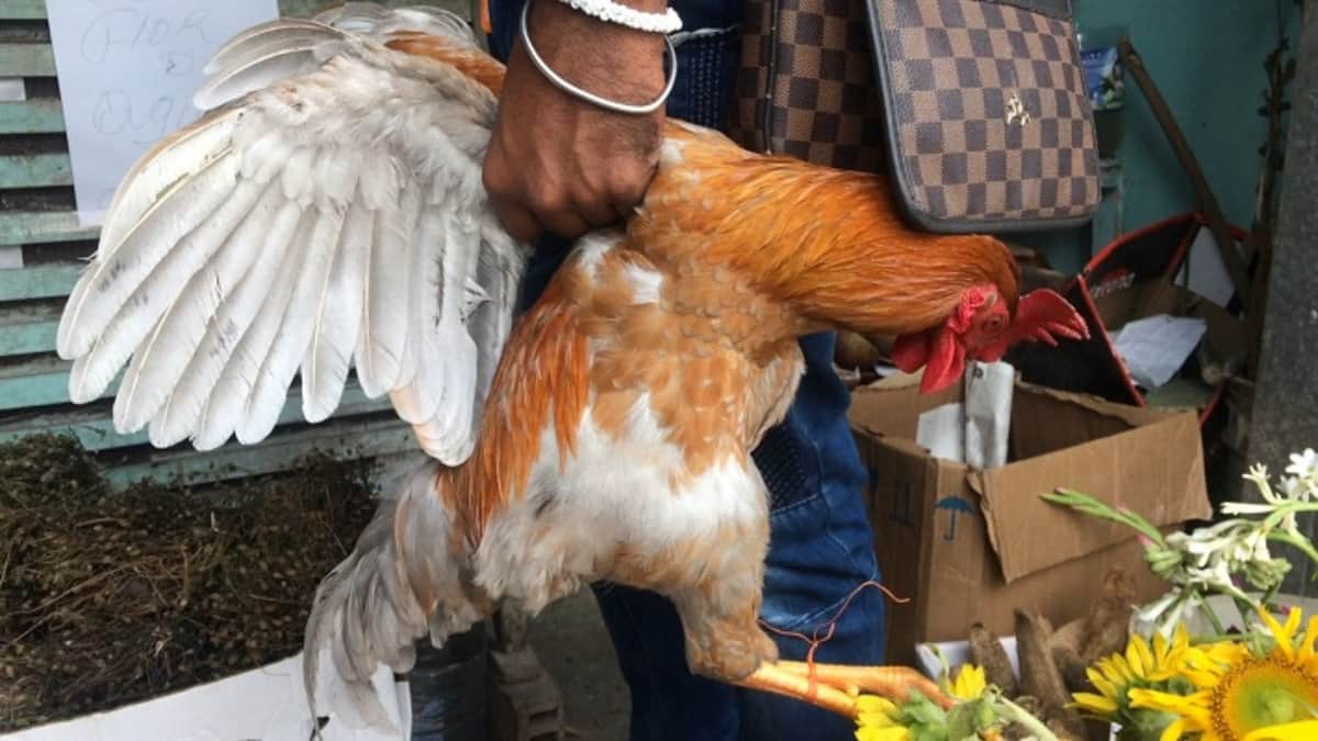 Castigarán con cárcel el maltrato animal en rituales de santería en la CDMX