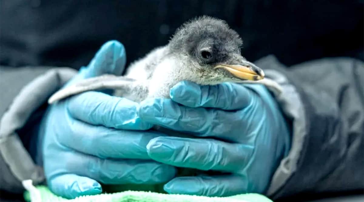 Nacen seis crías de pingüinos en la Ciudad de México