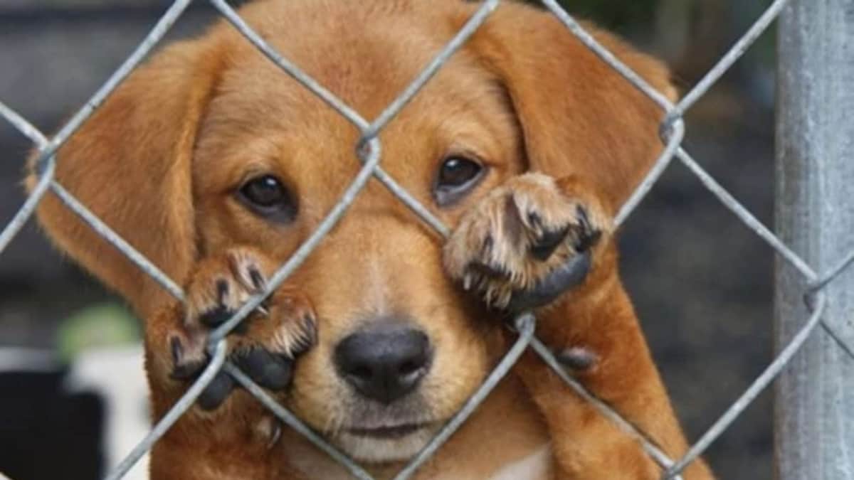 Administración de Estefanía Mercado impone multas por 12 casos de maltrato animal en Playa del Carmen