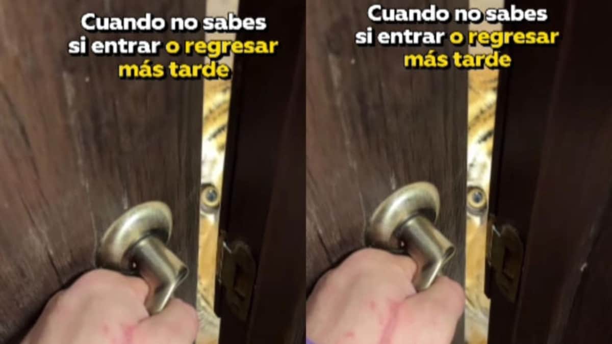 Video: Hombre regresa a su casa y ya lo estaba esperando su mascota; es un tigre