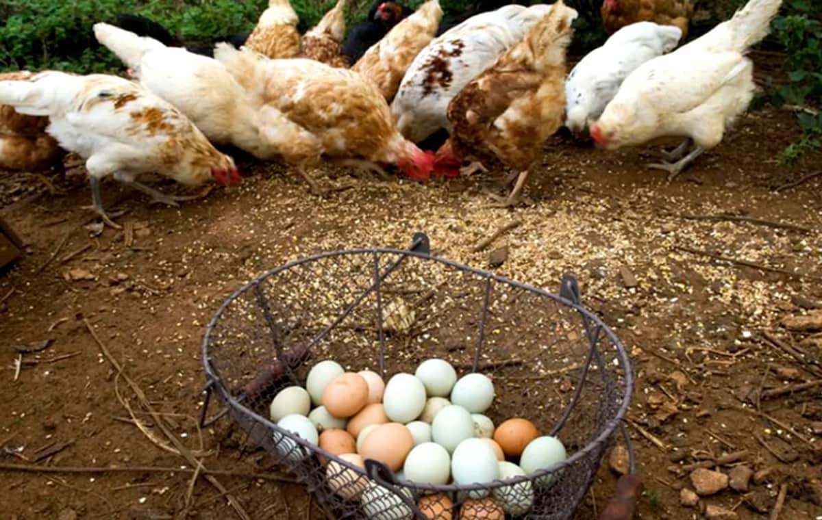 Comienzan a criar gallinas en casa ante escasez de huevo en Estados Unidos