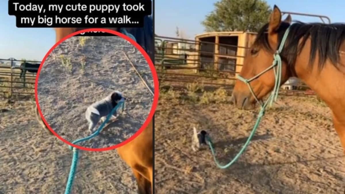 Video: Cachorro intenta sacar a pasear a caballo y se vuelve viral
