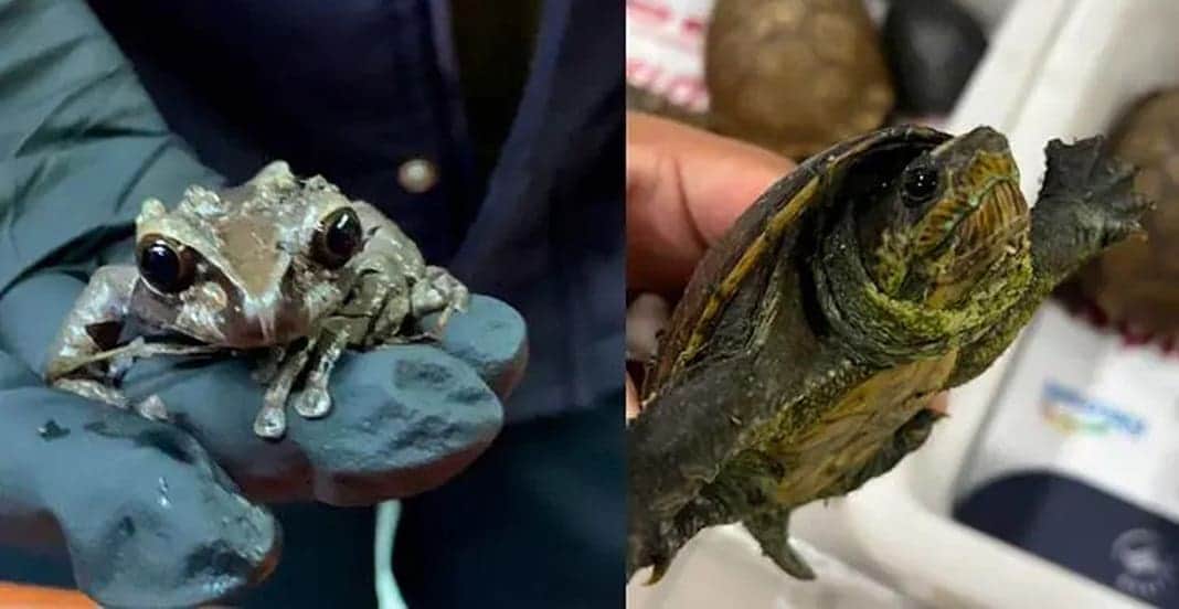 Decomisan más de 100 tortugas y ranas en Ciudad de México; tenían como destino Japón