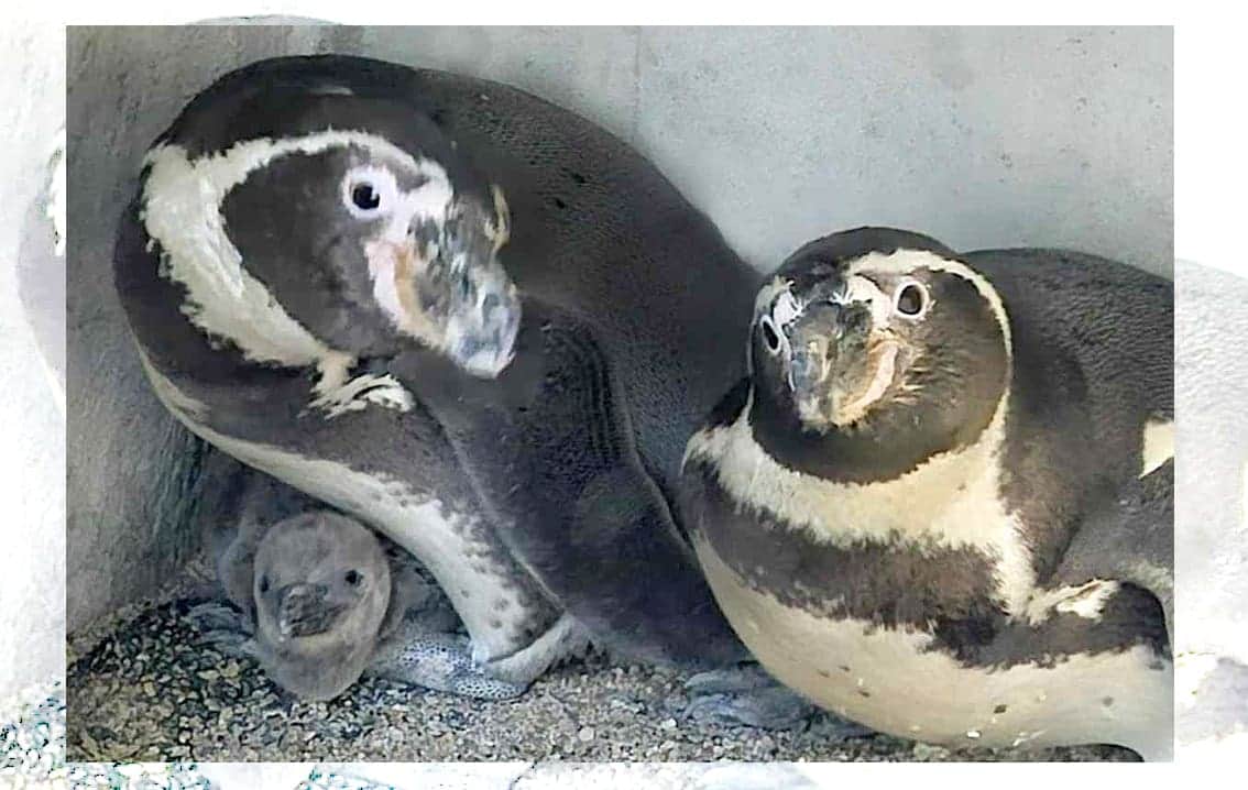 Video: Nace el primer pingüino de Humboldt en acuario de Mazatlán, Sinaloa