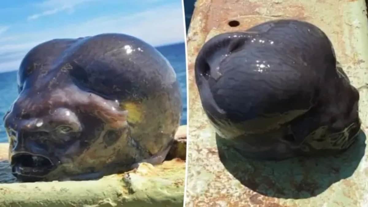 Video: Extraña criatura marina es capturada por un pescador en Rusia; parece un alienígena