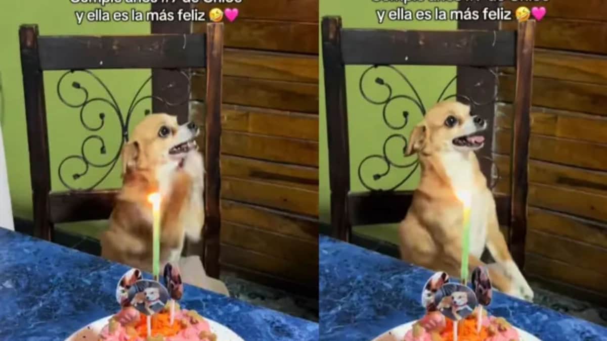 Video: Perro baila mientras sus dueños le cantan "Cumpleaños Feliz" en versión "ladrido"
