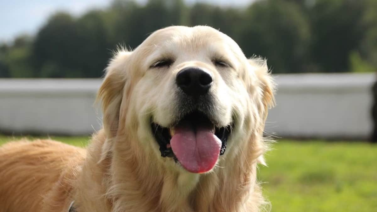 Científicos descubren nuevas capacidades lingüísticas en el cerebro de los perros